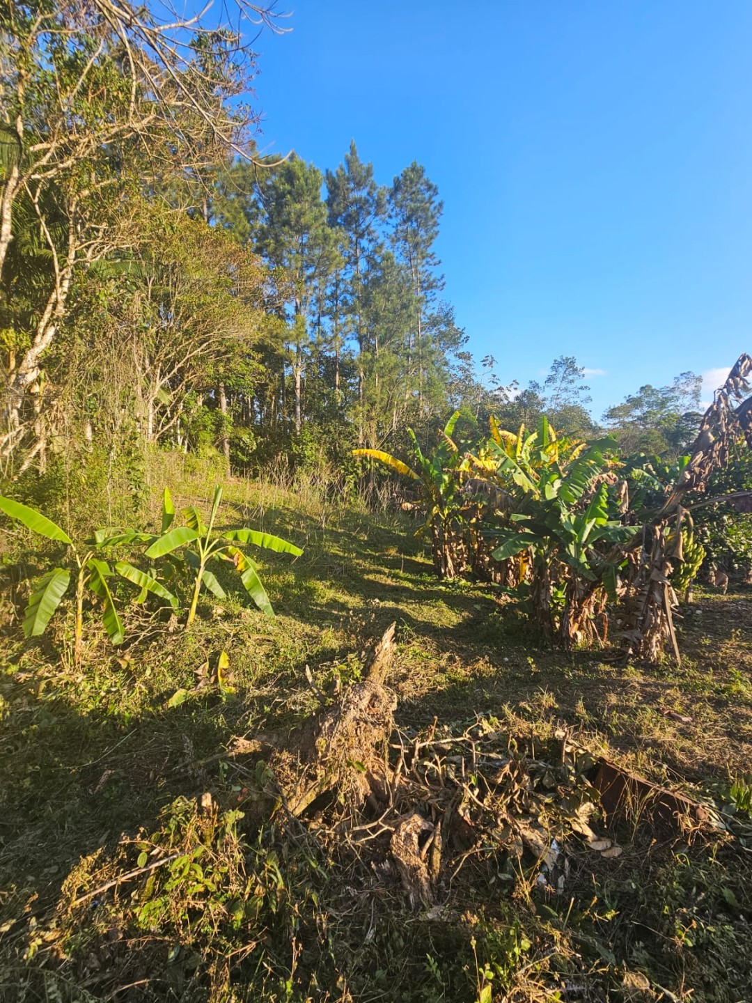 Terreno à Venda no Bairro Itoupava-Açu em Schroeder
